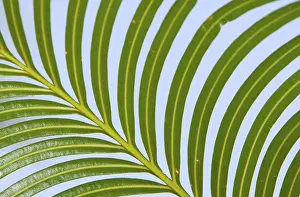 Palm frond, Indonesia, Asia