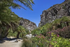 Palm grove in the Kourtaliatiko Gorge