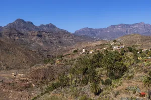 Palm grove near La Sorrueda and Barranco de Tirajana ravine