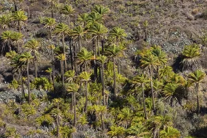 Palm grove near La Sorrueda, Santa Lucia de Tirajana