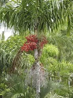 Palm species (Arecaceae)