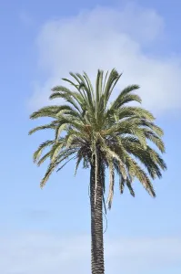 Palm tree in Aveiro in Portugal