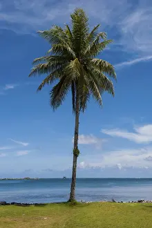 Palm tree at the beach, Pohnpei, Micronesia