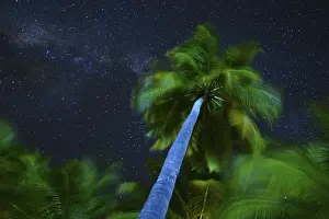 Palm tree and milky way, Ari Atoll, Maldives