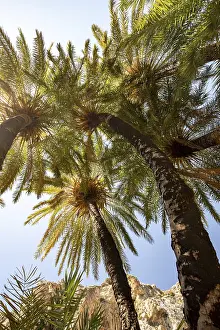 Palm tree in the Preveli gorge in front of a mountain range in Crete; Crete; Greece<br> Palm tree in the Pr