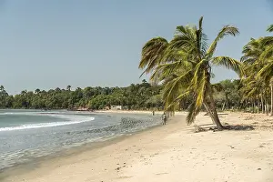 Palm trees on the beach of Sanyang