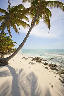 Palm trees on the Cocos (Keeling) Atoll
