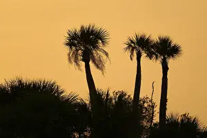 Three palm trees against an orange sky at sunset