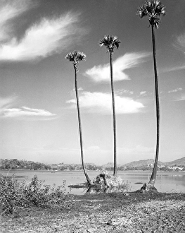 Three palm trees at Powai lake, Bombay Mumbai, Maharas htra, India 1940's