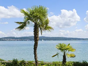 Palm trees on the shore of Lake Constance