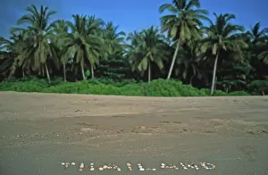 Palm trees, Thailand with shells written in the sand on the island of Ko Lanta
