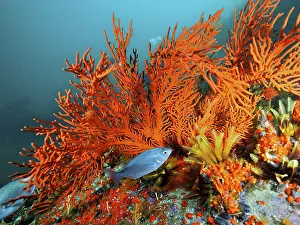 Palmate sea fan (Leptogorgia palma)