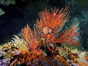 Palmate sea fan (Leptogorgia palma)