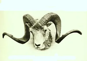 Pamirian breed of Marco Polo sheep (Ovis ammon polii)