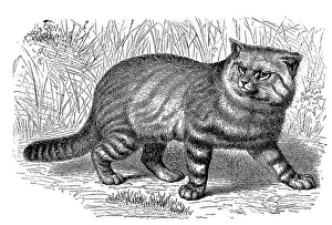 Pampas cat (Leopardus colocolo)