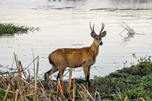 Pampas deer (Ozotoceros bezoarticus)