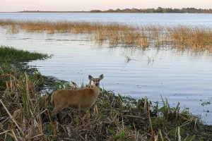 Pampas deer (Ozotoceros bezoarticus)