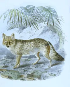 Pampas fox (Lycalopex gymnocercus)