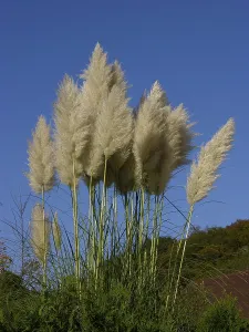 Pampas grass (Cortaderia selloana)