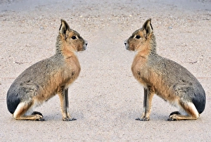 Pampas hare, (Dolichotis patagonum)