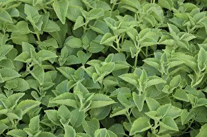 Pan Ova Pashanabhedi, Coleus aromaticus