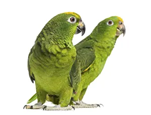 Panama Amazon and Yellow-crowned Amazon isolated on white