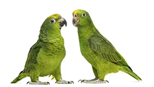 Panama Amazon and Yellow-crowned Amazon isolated on white
