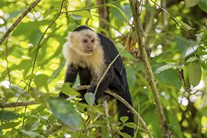 Panama capuchin monkey (Cebus imitator) in a tree