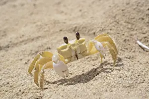 Panama crab (Grapsoidea ???)
