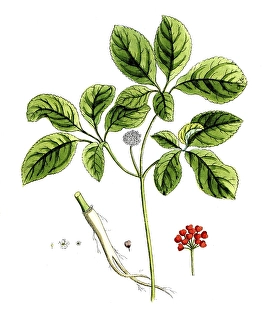 Panax quinquefolium, American ginseng