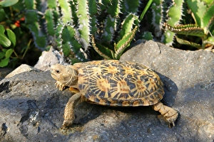 Pancake Tortoise (Malacochersus tornieri)
