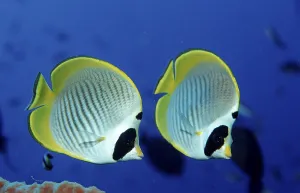 Panda butterflyfish Chaetodon adiergastos