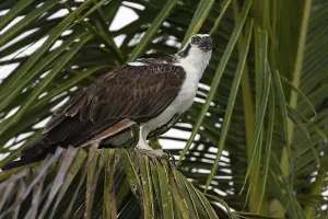 Pandion haliaetus Osprey