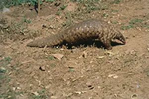 Pangolin Ant Eater (Manis Crassicaudata)