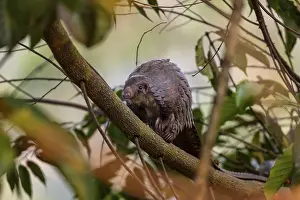 Pangolin climbing a tree, white-bellied pangolin (Phataginus tricuspis)
