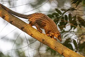 Pangolin climbing a tree, white-bellied pangolin (Phataginus tricuspis)