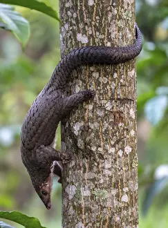 Pangolin climbing a tree, white-bellied pangolin (Phataginus tricuspis)