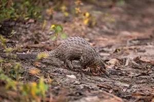 Pangolin on the ground, white-bellied pangolin (Phataginus tricuspis)