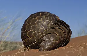Pangolin (Manis temminckii), curls into a ball when disturbed