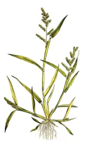 Panicum crus galli, chicken millet