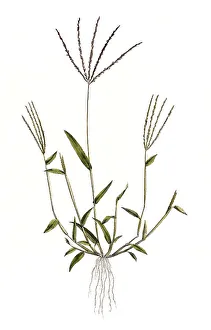 Panicum sanguinale, hairy crabgrass (Digitaria sanguinalis)