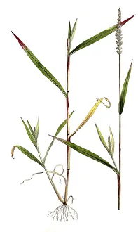 Panicum verticillatum, whorled bristle millet (Setaria)