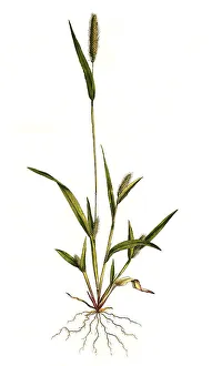 Panicum viride, green bristle millet (Setaria)