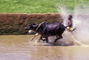 Panning, Racing mixed animals