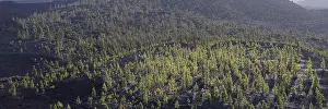 Panorama of Canary Island pines in autumn (Pinus canariensis)