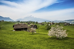 Panorama with cherry trees and mountains
