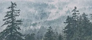Panorama, clouds of fog drift through endless spruce forest
