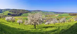 Panorama, flowering cherry trees (Prunus)