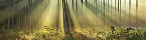 Category Forests Prints: Panorama, Forest in the light of the morning sun