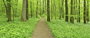 Panorama, hiking trail through near-natural beech forest